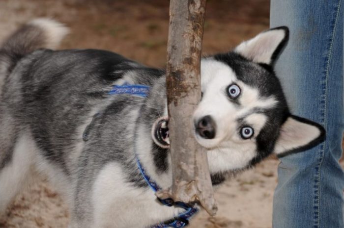 האסקי לועס עץ