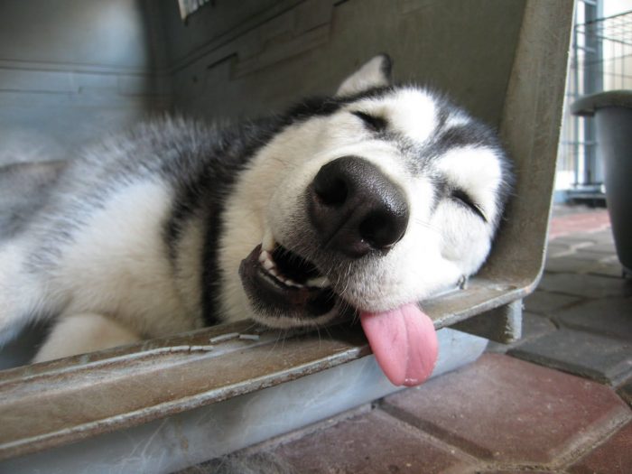 כלבי האסקי בחום