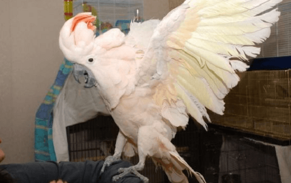 קקדו מולוקני