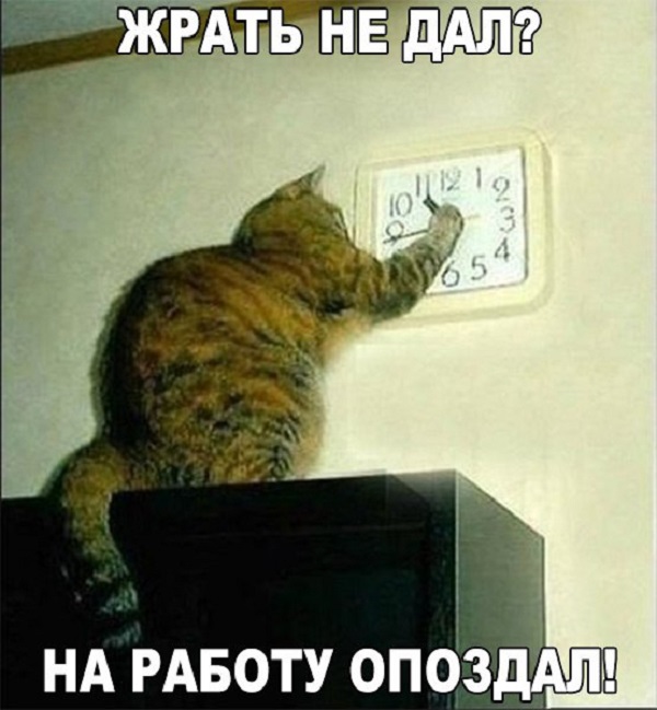 ממים של חתולים