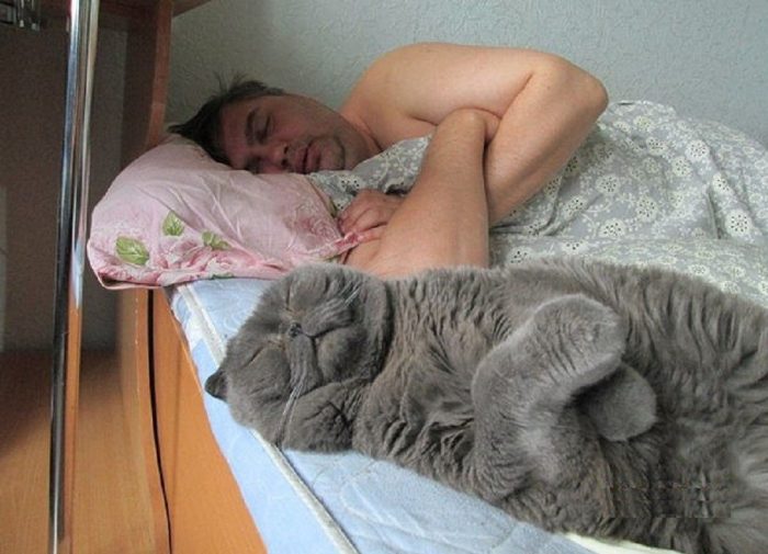 ממים של חתולים