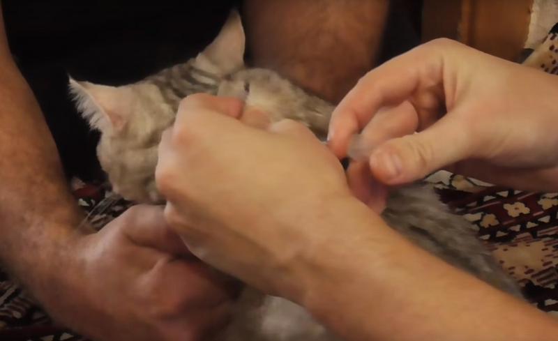 איך לתת לחתול זריקה בעורף (וידאו)