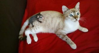 החתול והאופוסום מבלים כמעט את כל זמנם יחד.