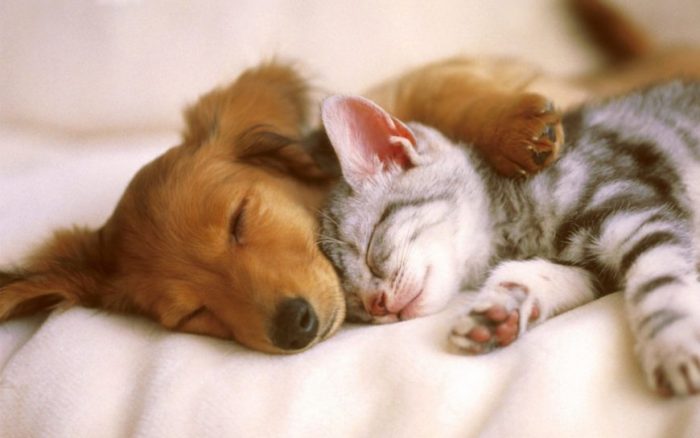 חתול וכלב ישנים יחד