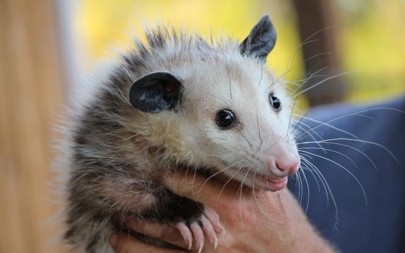 חתול הביא הביתה אופוסום מטיול והפך לאמו.