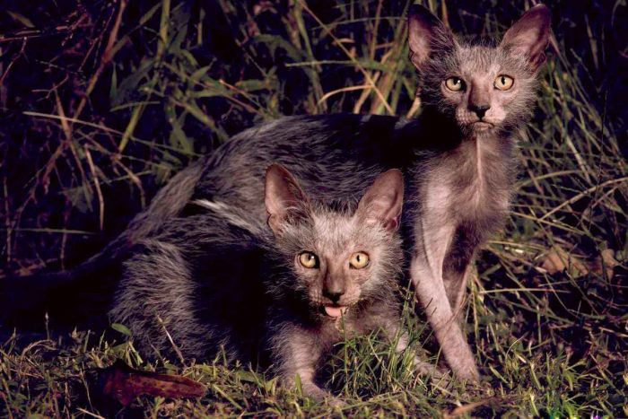 חתולי ליקוי