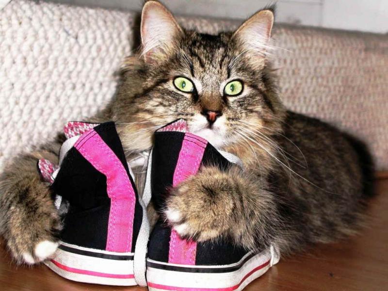 החתול מסמן את הבית