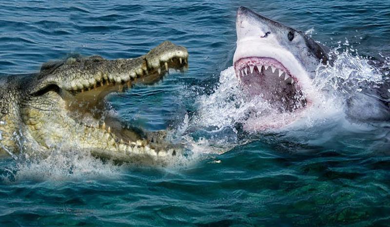 מי חזק יותר: כריש או תנין?