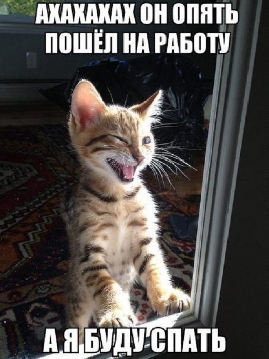 ממים של חתולים