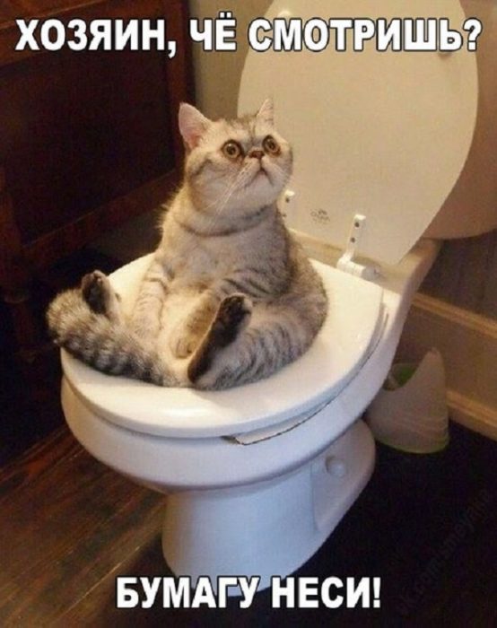 ממים של חתולים