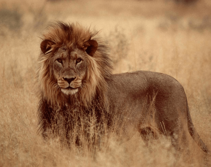 אריה בסוואנה