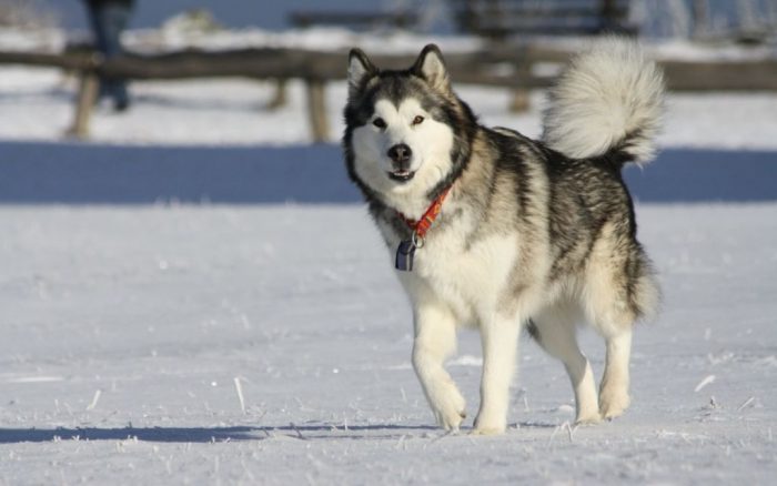 מלמוט רץ בשלג