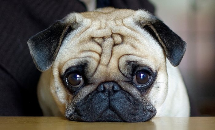 גזע כלב פאג