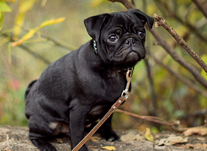 פאג לא יומרני