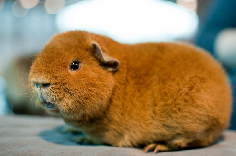 שרקנים במקלט בלוס אנג'לס