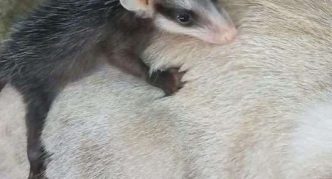 אופוסום על גבו של בלנקיס