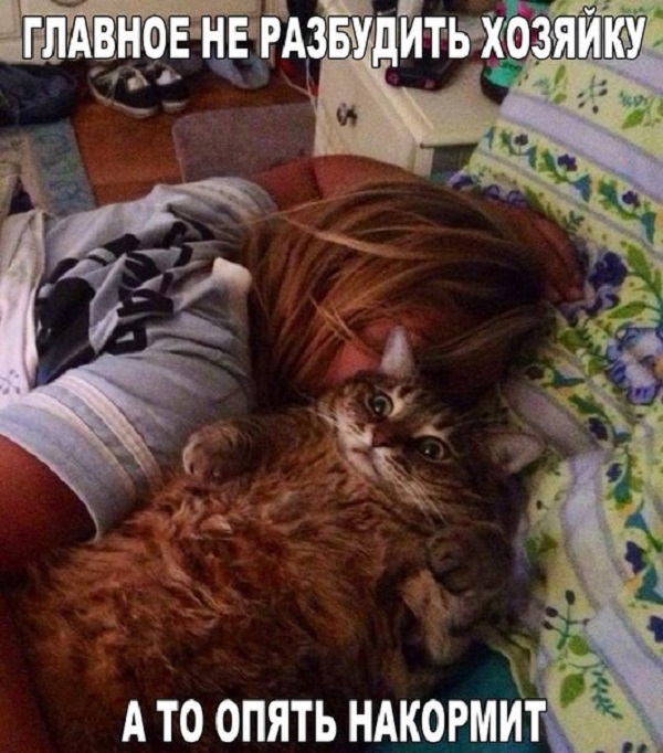 ממים של חתולים