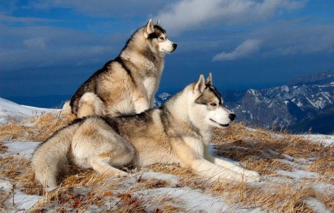 שני האסקי בטבע