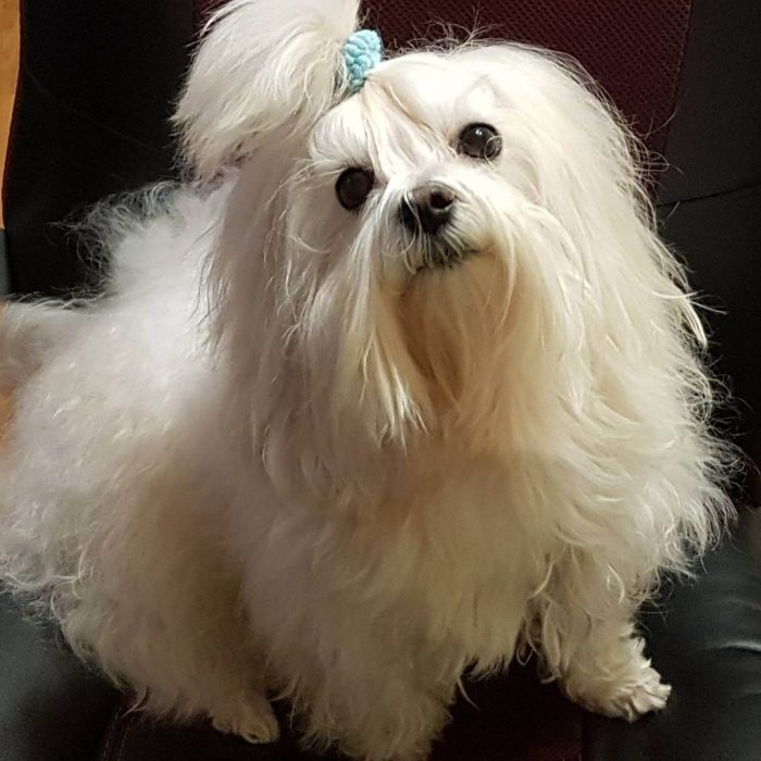 כלב חיק עם זנב