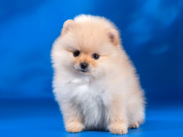 שפיץ מיניאטורי