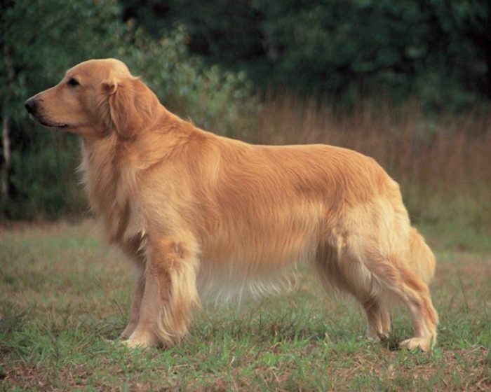 גולדן רטריבר