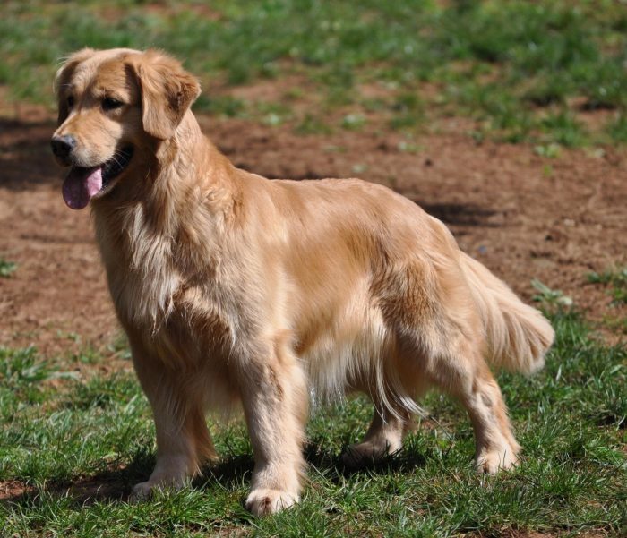 גולדן רטריבר