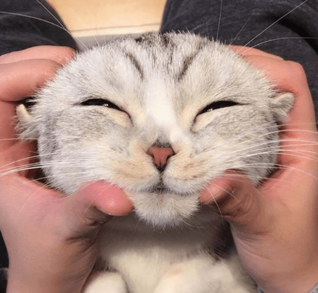 חתול "צר עיניים" מצחיק בתמונה הזו