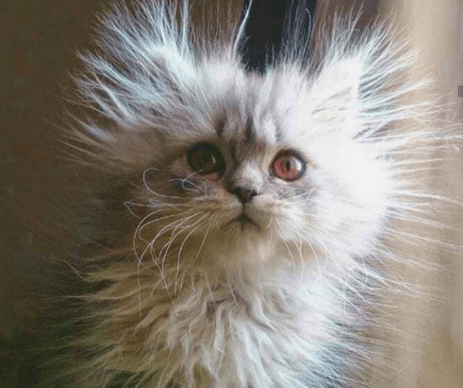 חתול סופר רך