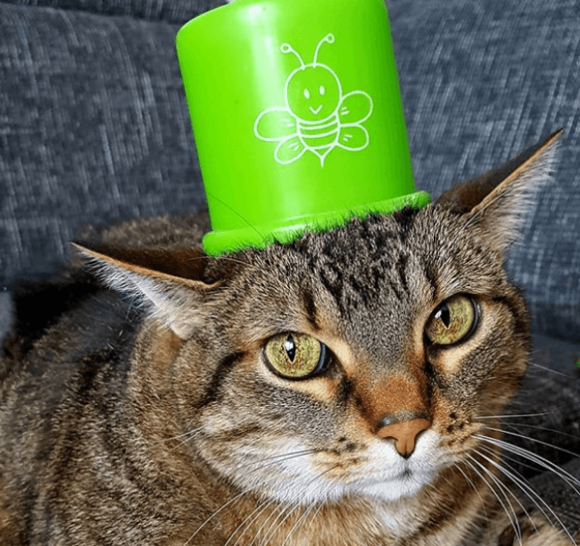 כיסוי ראש יוצא דופן על ראשו של חתול