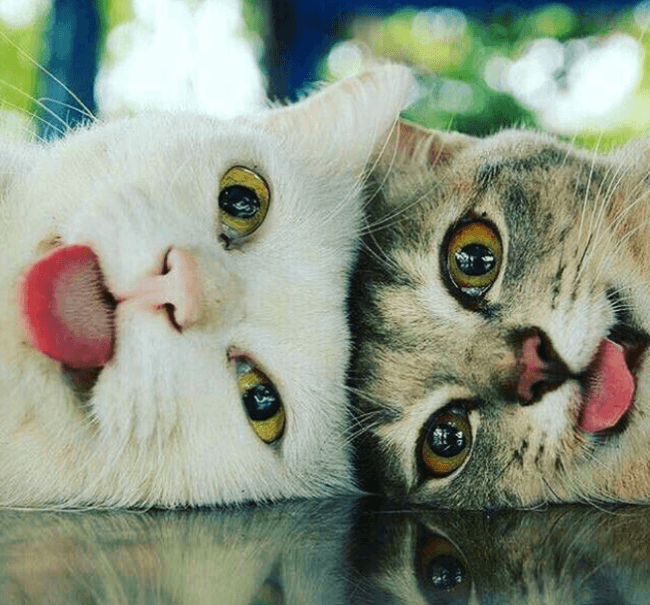 חתולים מתגרים