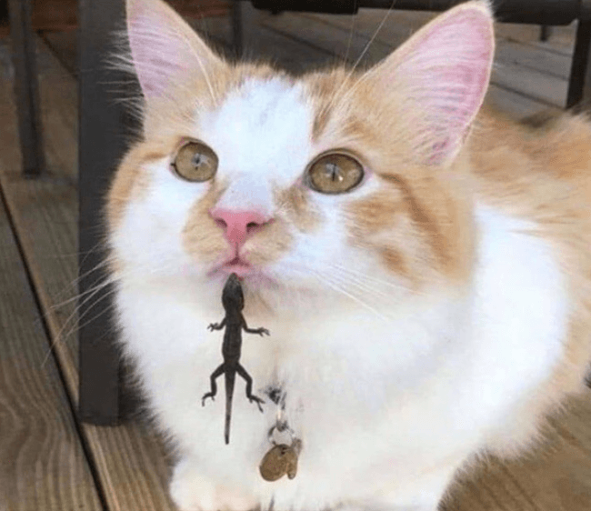 החתול והלטאה