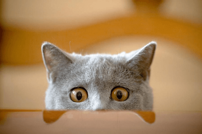 החתול מציץ מאחורי השולחן