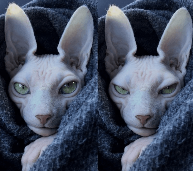 חתול הספינקס במצב רוח רע