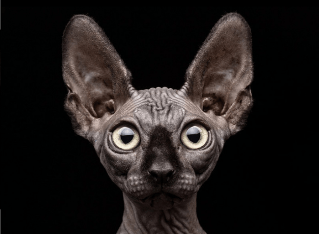 חתול ספינקס עם עיניים גדולות