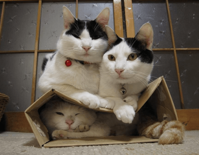 החתול הרגיש כמו מזרן