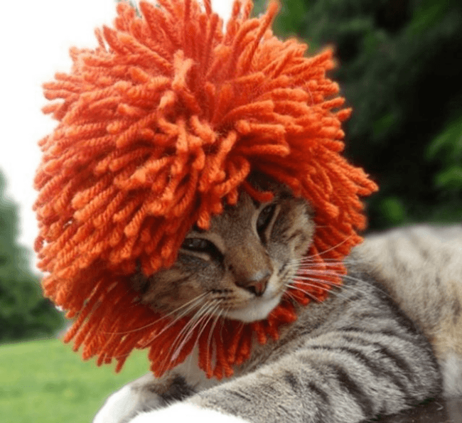 חתול עם תסרוקת פאנקיסטית