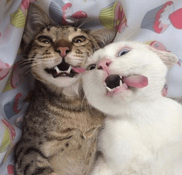 חתולים "על סמים"