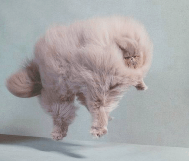 חתול סופר רך בטיסה