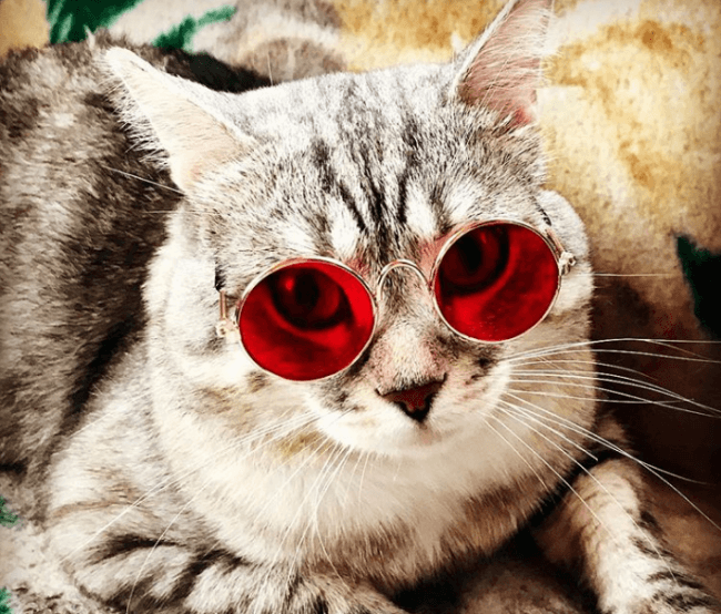 חתול במשקפיים אדומים
