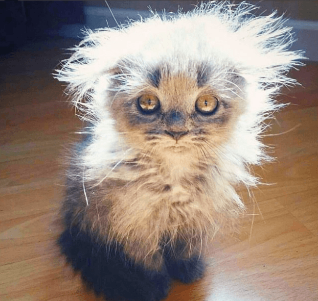 חתלתול סופר פרוע