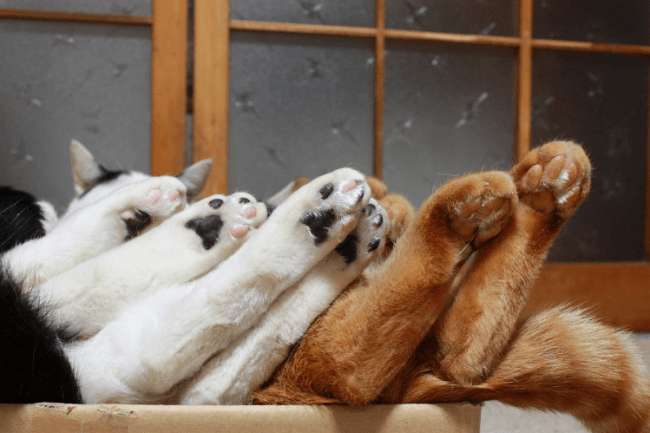 כפות חתול בשורה