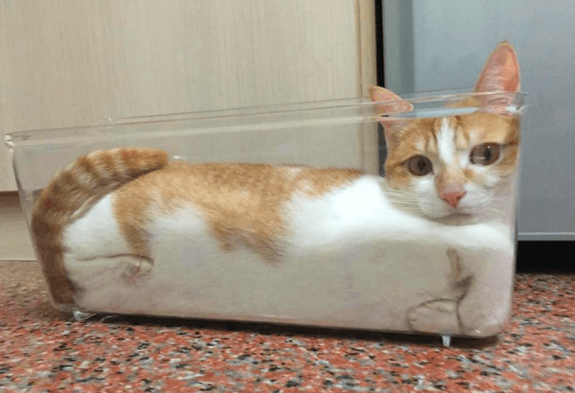 חתול בצלחת זכוכית