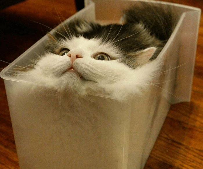 החתול בקושי התאים לתבנית.