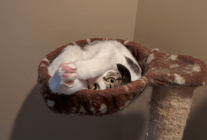 תנוחות מופלאות של חתול ב"קן" של עמוד גירוד