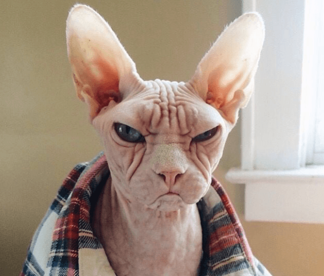 חתול הספינקס הבהיר במצב רוח רע.