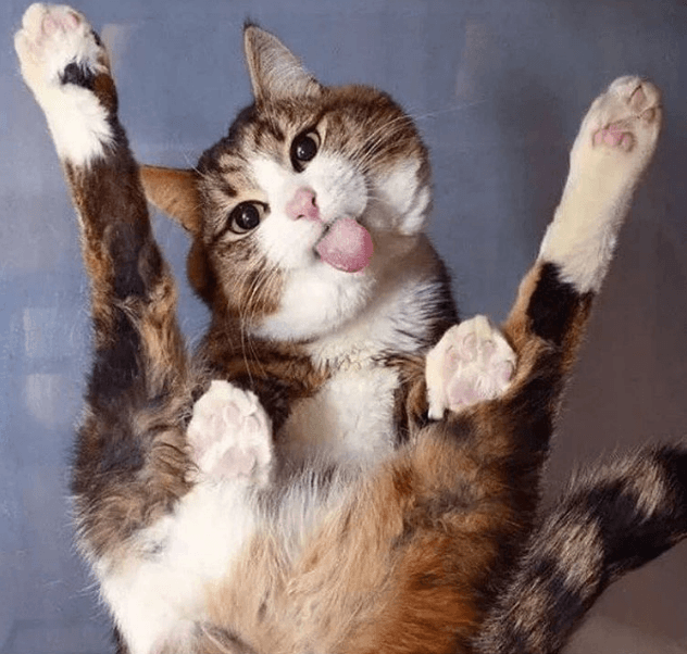 עקומות דמויות חתול ולשון בולטת