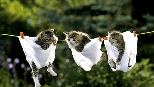 גורים בתחתונים