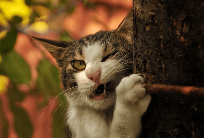 החתול מכרסם את הקליפה