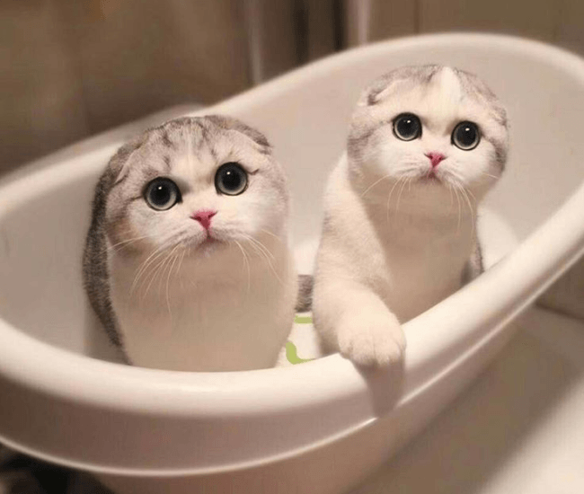 חתולים באמבטיה