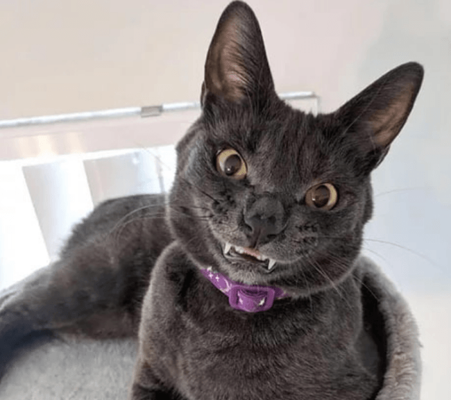 חיוך חתולי עז